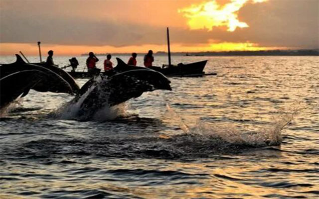 Dolphin Bali, Купание с дельфинами на бали, Дельфины на бали