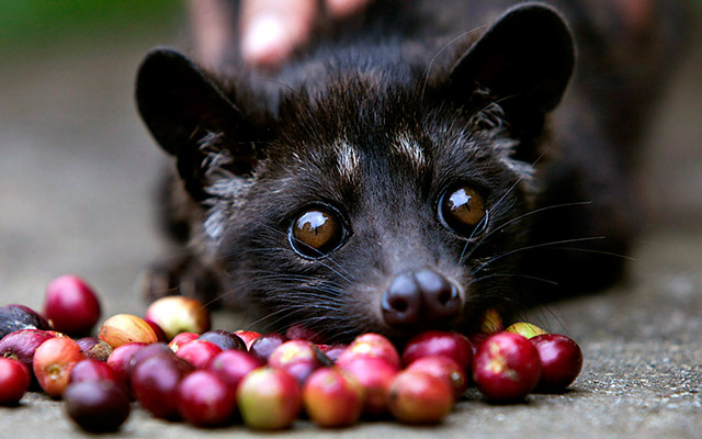 Luwak bali, Самое дорогое кофе в мире, Экскурсии на бали