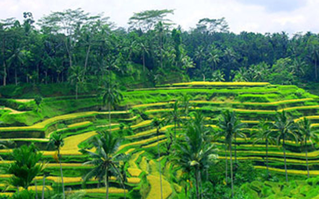 Экскурсии на бали, Рисовые террасы на бали, Ubud bali