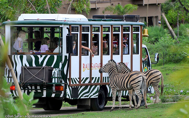 Экскурсии на бали, Safari journey bali, Safari and marine park Bali